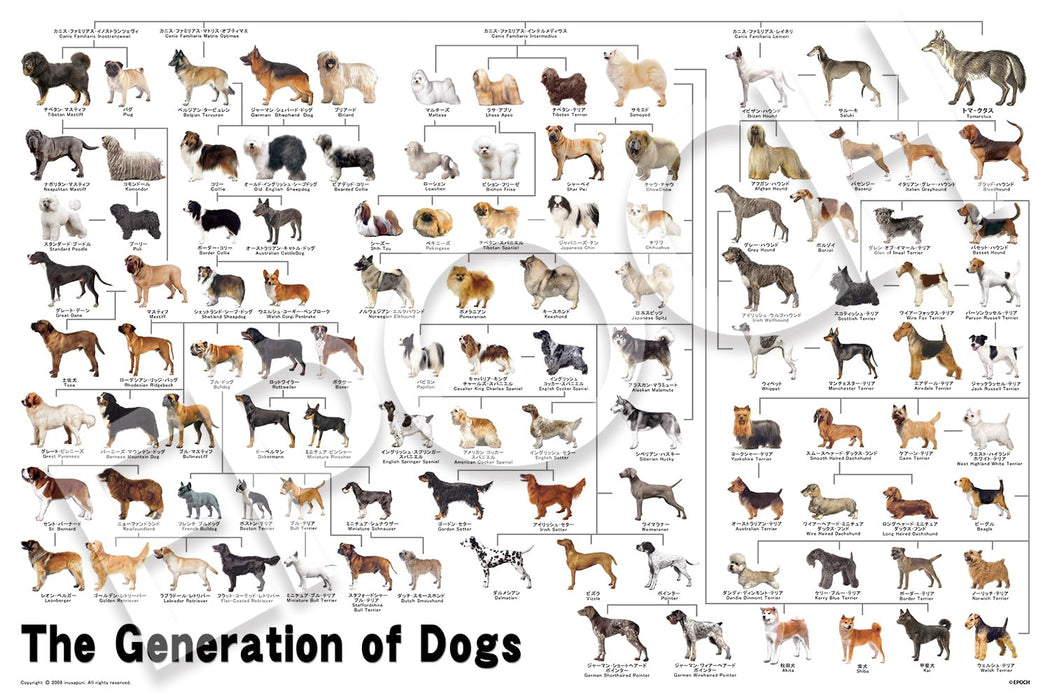 Epoch 1000-Piece Jigsaw Puzzle Dog Family Tree 50x75cm with Glue and Tools