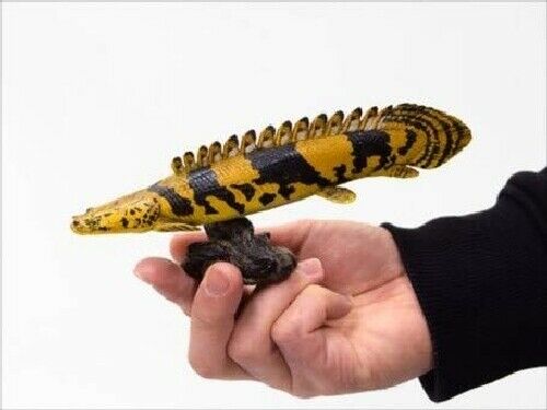 Favorite Febaritto Polypterus Endlicheri Endlicheri Software Model- Japan Figure Store - #1 Bring To You The Best Japanese Goods