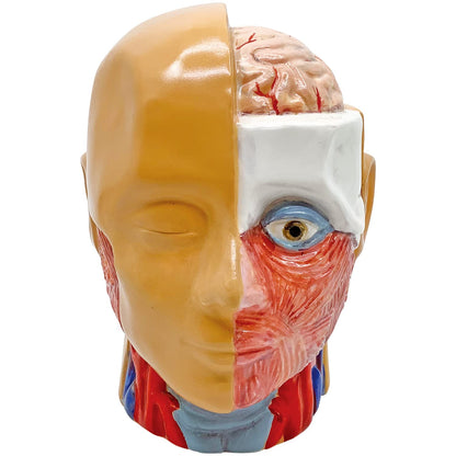 Sun Art Human Anatomy Model Piggy Bank 13cm SAN4085