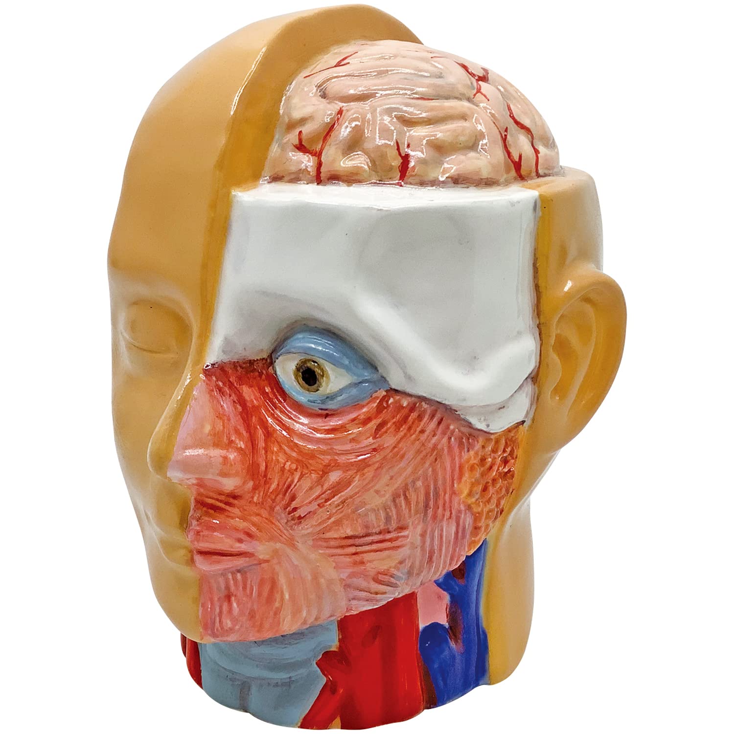 Sun Art Human Anatomy Model Piggy Bank 13cm SAN4085