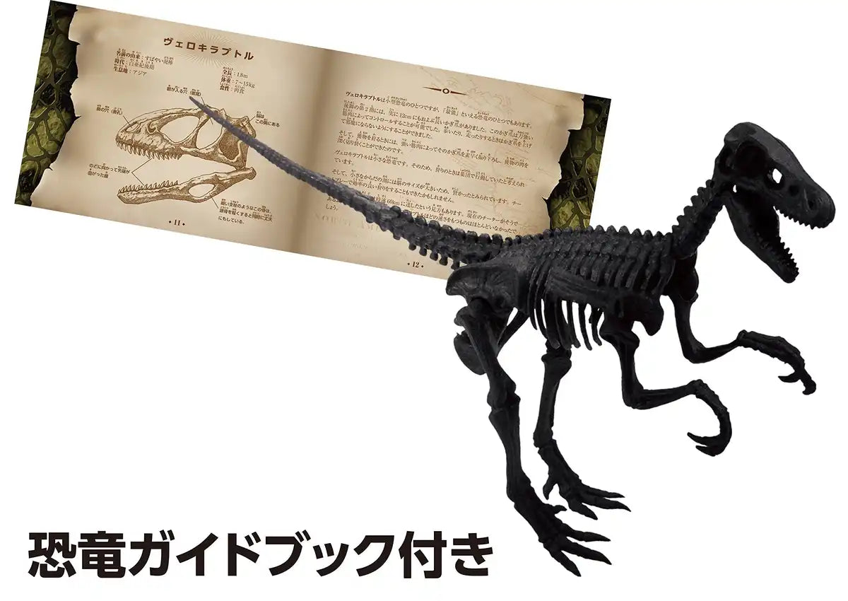 Beverly 3D Puzzle Dn-008 Dinosaur Velociraptor (10 Pieces) Dinosaur 3D Puzzle Toy- Japan Figure Store - #1 Bring To You The Best Japanese Goods