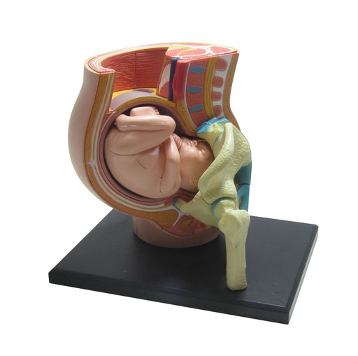 AOSHIMA - 78150 4D Vision Human Anatomy Model No.6 Pregnancy Pelvis Non-Scale Kit- Japan Figure Store - #1 Bring To You The Best Japanese Goods