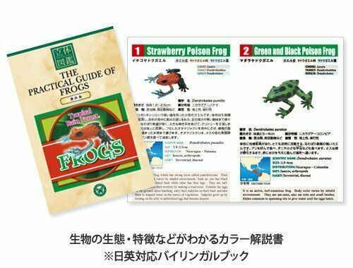 Colorata Real Figure Box The Plactical Guide Of Frogs- Japan Figure Store - #1 Bring To You The Best Japanese Goods