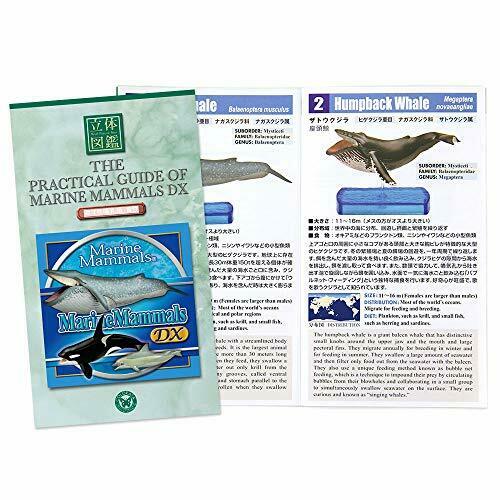 Colorata Real Figure Marine Mammals Deluxe Box- Japan Figure Store - #1 Bring To You The Best Japanese Goods