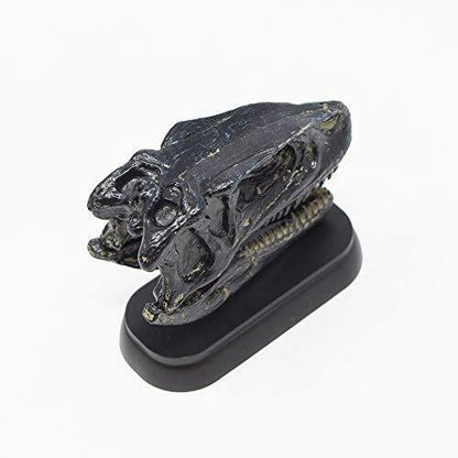 Dinosaur Fukuiraptor Skull Mini Model Fdw-510- Japan Figure Store - #1 Bring To You The Best Japanese Goods