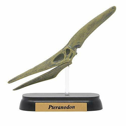 Dinosaur Pteranodon Skull Mini Model Fdw-509- Japan Figure Store - #1 Bring To You The Best Japanese Goods