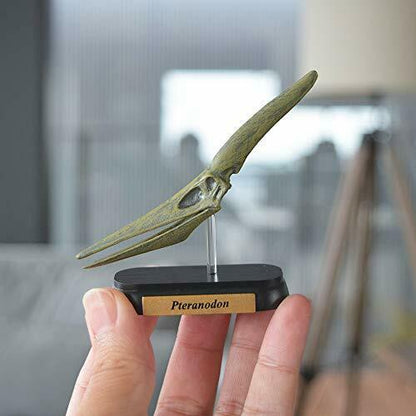 Dinosaur Pteranodon Skull Mini Model Fdw-509- Japan Figure Store - #1 Bring To You The Best Japanese Goods