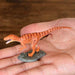 Favorite Kinto Fukui Dinosaur Series Mini Model Figure Designed By K.araki- Japan Figure Store - #1 Bring To You The Best Japanese Goods