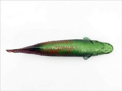 Febaritto Arapaima Software Model Ff002- Japan Figure Store - #1 Bring To You The Best Japanese Goods