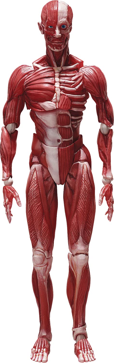 Freeing Figma Human Anatomical Model Pvc Figure Complete Model Made In Japan- Japan Figure Store - #1 Bring To You The Best Japanese Goods