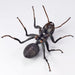 Kaiyodo Revo Geo Ant 115mm PVC ABS Figure- Japan Figure Store - #1 Bring To You The Best Japanese Goods