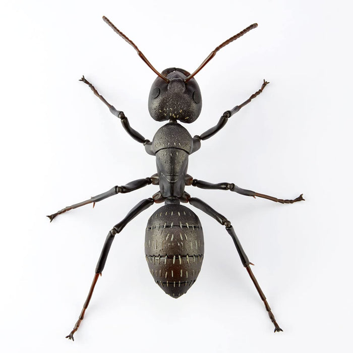 Kaiyodo Revo Geo Ant 115mm PVC ABS Figure- Japan Figure Store - #1 Bring To You The Best Japanese Goods