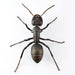 Kaiyodo Revo Geo Ant 115mm PVC ABS Figure- Japan Figure Store - #1 Bring To You The Best Japanese Goods