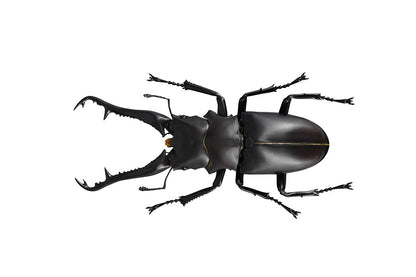 KAIYODO Revogeo Giraffe Stag-Beetle Figure- Japan Figure Store - #1 Bring To You The Best Japanese Goods