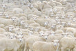 Beverly M81-627 Jigsaw Puzzle Gathering Of Sheep (1000 S-Pieces) Small Piece Puzzle- Japan Figure Store - #1 Bring To You The Best Japanese Goods
