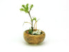 PLATZ Bonn02 The Bonsai Marubachi Planting Brown 1/12 Scale Finished Model- Japan Figure Store - #1 Bring To You The Best Japanese Goods