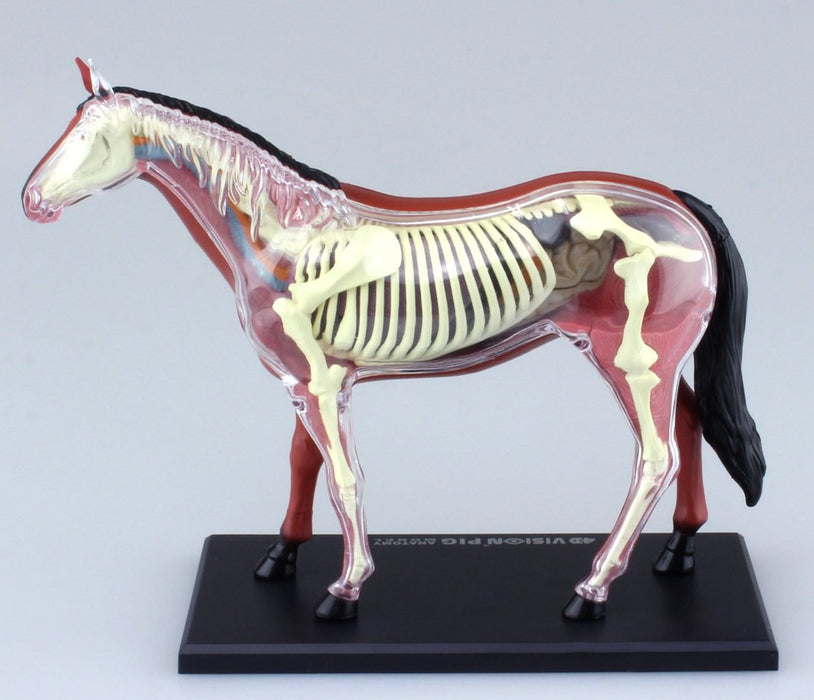 AOSHIMA 78204 4D Vision No.4 Horse Anatomy Model Non-Scale Kit- Japan Figure Store - #1 Bring To You The Best Japanese Goods