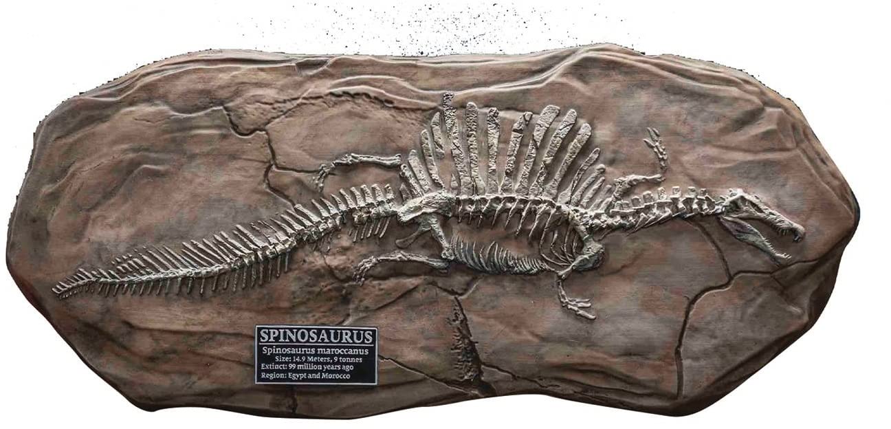 Star Ace Toys Spinosaurus Fossil Replica Figure 200X370X30Mm Japan- Japan Figure Store - #1 Bring To You The Best Japanese Goods