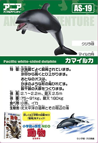 Takara Tomy Ania AS-19 White-Faced Dolphin Realistic Toy Suitable Ages 3 and Up Safety Certified- Japan Figure Store - #1 Bring To You The Best Japanese Goods