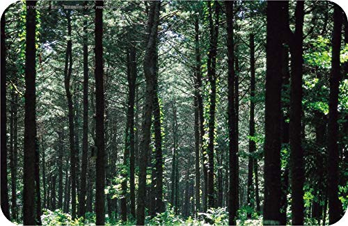 Tomytec Sawmill Truck Set - Limited Edition Diorama Supplies from The Truck Collection- Japan Figure Store - #1 Bring To You The Best Japanese Goods